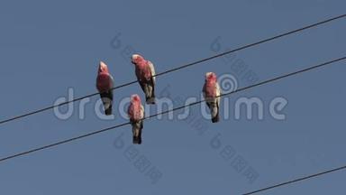 在西澳大利亚的卡尔巴里，两只刚从街道电缆上缓慢飞行的雄鸡