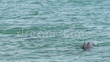 猴子米娅鲨鱼湾国家公园的慢海豚故事