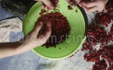 两个女人在桌面上整理红色浆果