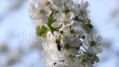 蜜蜂从开满白花的树上<strong>采蜜</strong>飞走了。蜜蜂在樱桃的花瓣上，