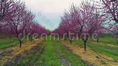 空中日出景色：田野里一<strong>朵朵</strong>的果树。 桃树。