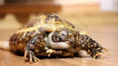乌龟在地板上爬行