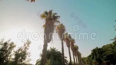 明亮的阳光穿透了公园里生长的棕榈树的叶子。 西班牙巴伦西亚