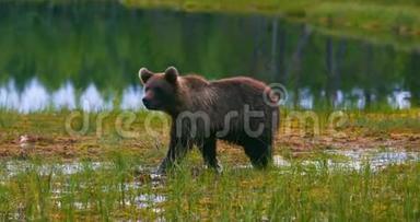 年轻又害怕的棕熊幼崽在沼泽中自由奔跑