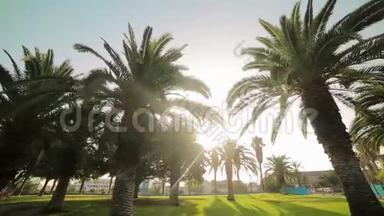 明亮的<strong>阳光穿透</strong>了公园里生长的棕榈树的叶子。 西班牙巴伦西亚