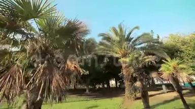 明亮的<strong>阳光穿透</strong>了公园里生长的棕榈树的叶子。 西班牙巴伦西亚