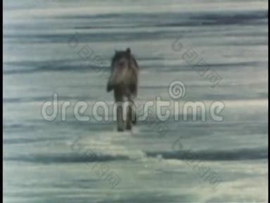 狼在阿拉斯加冰上玩耍