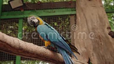 动物园里的蓝黄鹦鹉坐在树枝上