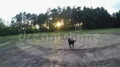 一只大黑狗在飞翔，试图在日落时<strong>接球</strong>