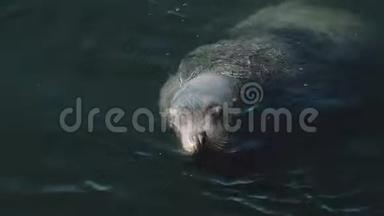 巨大的<strong>海狮</strong>在冰冷的太平洋水域游泳