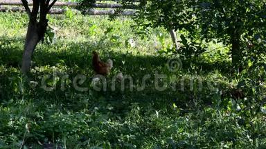 小鸡和小鸡走在绿草中