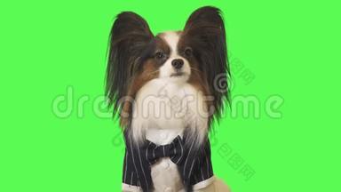 穿着商务套装带领领结的漂亮<strong>狗狗</strong>帕皮隆正在与绿色背景的摄像机<strong>视频</strong>通话