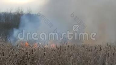 森林草原野火中冒出的浓烟。 烧干草和灌木丛.. 燃烧火焰的干芦苇