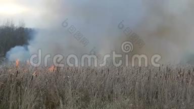 森林草原野火中冒出的浓烟。 烧干草和灌木丛.. 燃烧火焰的干芦苇