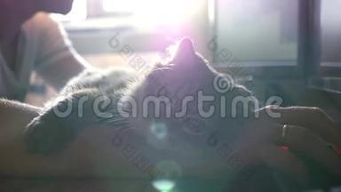 桌面上的猫靠在男人`手上，环顾日落，在光线下。 高清，1920x1080，慢动作