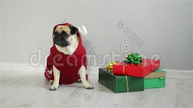 宠物坐在礼物旁边，包装明亮。 狗的可爱狗穿着红白相间的西装度假