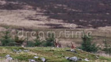 棕色野兔，欧洲野兔，坐着，清洁在一个格伦的轮廓与一座山。