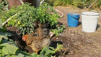 母鸡带着鸡在农场`院子里-在粪肥里寻找虫子和昆虫