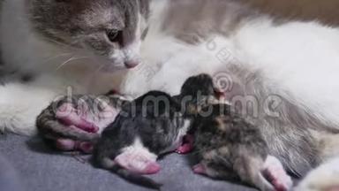 猫和新生的小猫。 小猫吸吮猫`乳头。 新生小猫和猫的生活方式