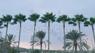日出时，棕榈枝在大风中摇曳