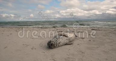 海港海豹在沙滩上放松