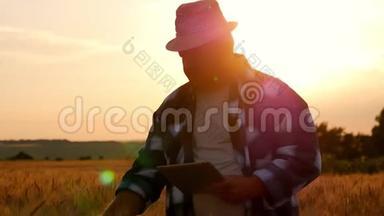 成年农民在日落时在麦田使用便携式平板电脑，使用专门的应用程序。 现代农业概念