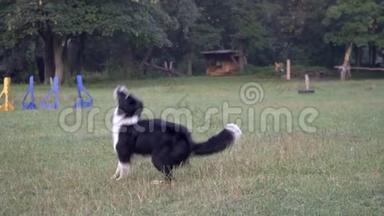 一只可爱的狗边部牧羊犬站在草坪上，跳到空中，从女教练那里捕捉橙色飞盘