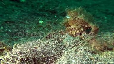 伦贝海峡豹与毛蛙触角纹状动物