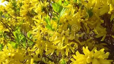 早春在多<strong>风天</strong>气开花的灌木黄色