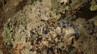 南布格河花岗岩岸地衣和苔藓的不同种类