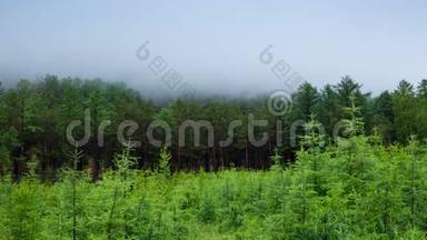 雾气蒙蒙的绿林，雾气在树上移动。 西伯利亚泰加，4k，时间间隔