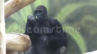 大猩猩吃蔬菜。 大猩猩吃午餐大猩猩。