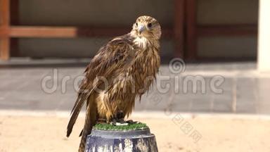 在<strong>卡塔尔</strong>多哈的Falcon Souq市场的Perch上的游隼画像。