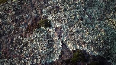 南布格河花岗岩岸地衣和苔藓的不同种类