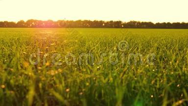 日落背景下的草地特写。 焦点从前景转移到后面和后面