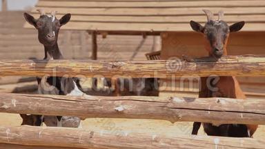 山羊在农场的鸟舍里，山羊从篱笆后面看镜头，一只山羊在现代农场里