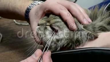 手术台上的猫。 这只动物从结膜炎上擦去。 兽医诊所。 医生和病人