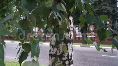 在特维尔地区的Rzev省镇相当街道上的幼桦树碎片。