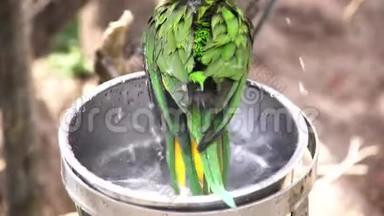 可爱的绿色五颜六色的鹦鹉洗澡