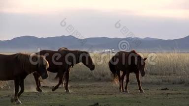 在<strong>蒙古包</strong>的背景上，马追逐另一匹马。