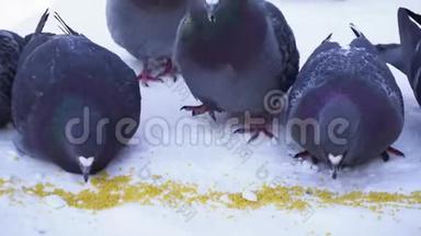 在雪地里吃<strong>鸽子</strong>的特写镜头。 冬天喂<strong>鸽子</strong>种子。 <strong>鸽子</strong>在寒冷的雪上连续啄食谷物