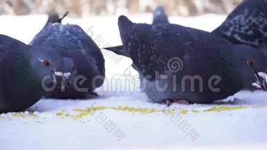 在雪地里吃鸽子的特写镜头。 冬天喂鸽子种子。 鸽子在寒冷的雪上连续啄食谷物