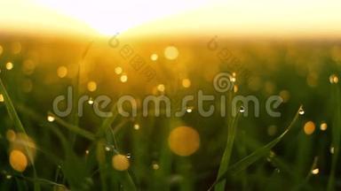 清新的春天绿草带着露水在<strong>清晨</strong>的<strong>阳光下</strong>。 平滑的运动