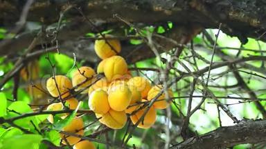 成熟的杏树枝特写. 夏季花园有机成熟收获果实