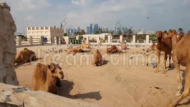 卡塔尔多哈Waqif Souq骆驼队，