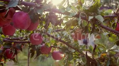 成熟美丽的红苹果挂在苹果树上，明亮的阳光和光和风玩着树叶和水果。 概念