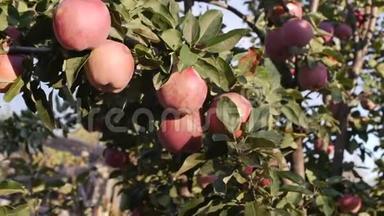 成熟美丽的<strong>红苹果</strong>挂在<strong>苹果</strong>树上，明亮的阳光和光和风玩着树叶和<strong>水果</strong>。 概念