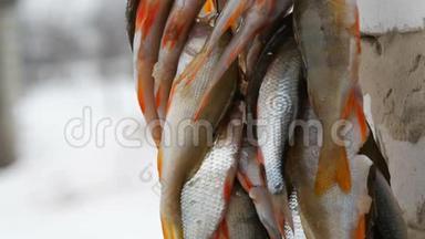 冬季捕鱼。 鱼被一排挂在绳子上的红色鳍捕获