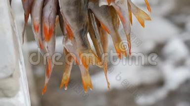 <strong>冬季捕鱼</strong>。 鱼被一排挂在绳子上的红色鳍捕获