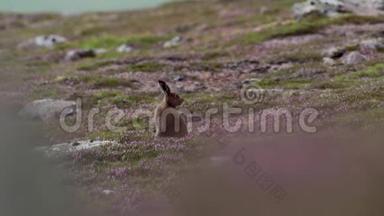山野<strong>兔</strong>，莱普斯胆怯，在林紫石楠在山坡在凯恩斯NP，苏格兰7<strong>月</strong>。